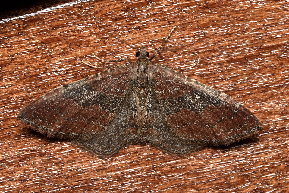 Orthonama obstipata - vándoraraszoló