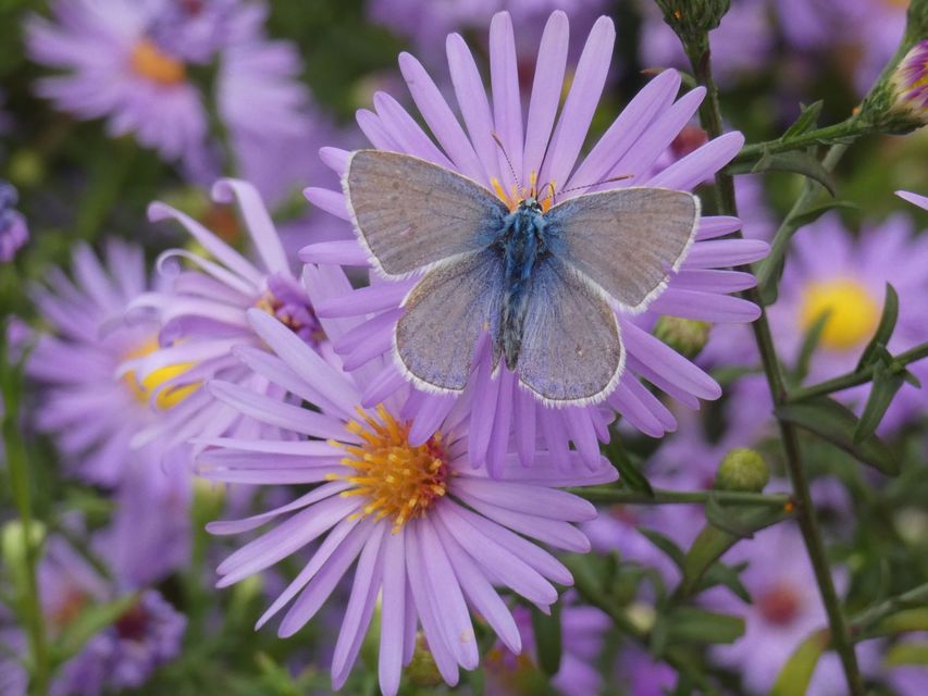 Polyommatus icarus - közönséges boglárka