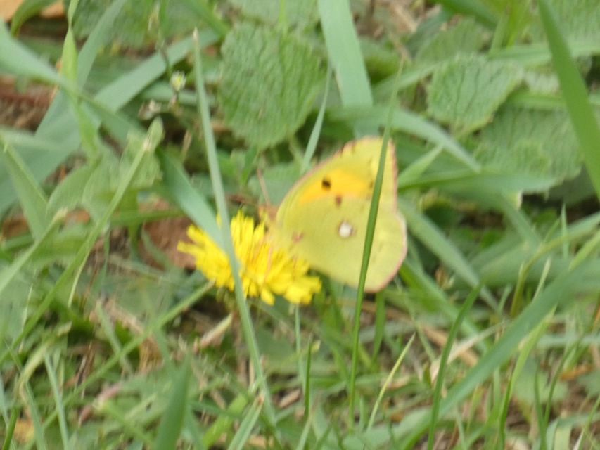 Colias croceus - sáfránylepke