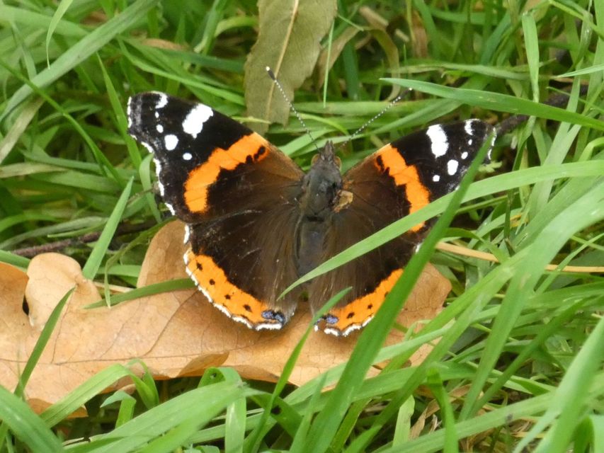 Vanessa atalanta - atalantalepke