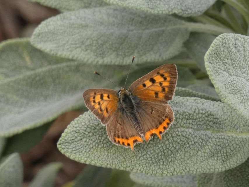 Lycaena phlaeas - közönséges tűzlepke