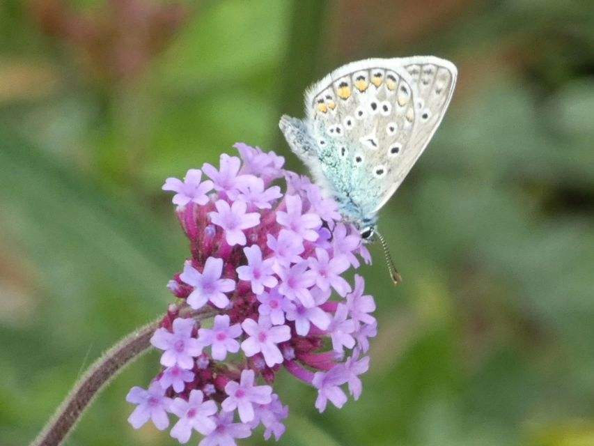 Polyommatus icarus - közönséges boglárka