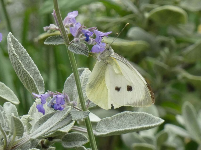 Pieris brassicae - káposztalepke