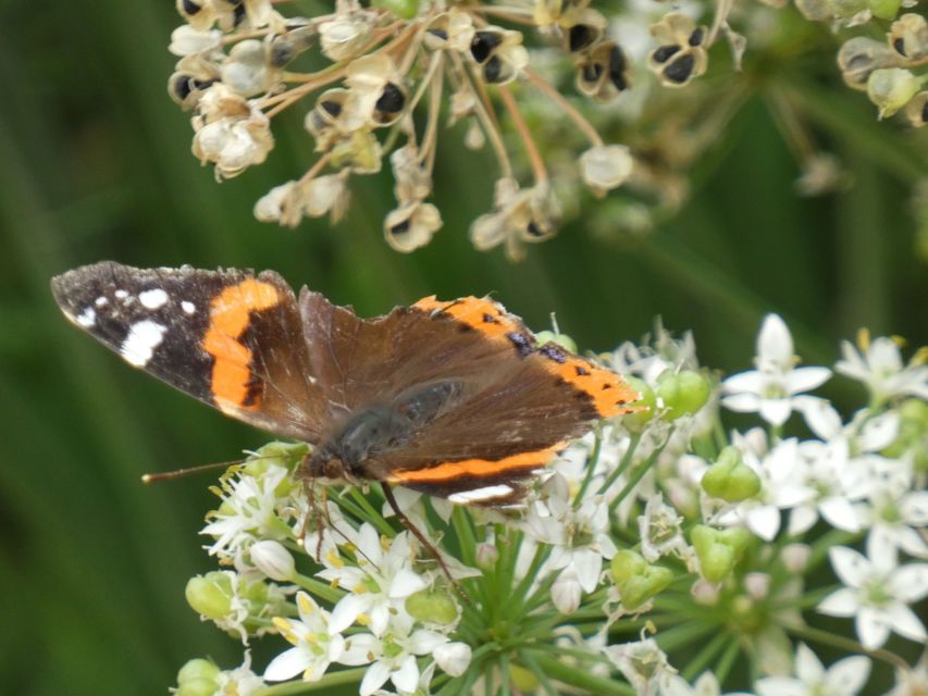 Vanessa atalanta - atalantalepke