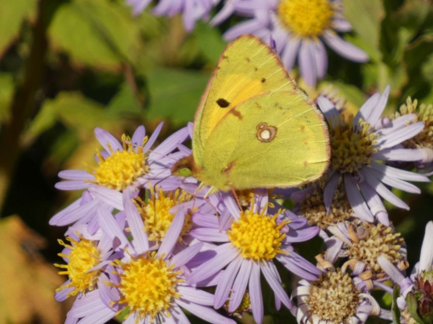 Colias croceus - sáfránylepke