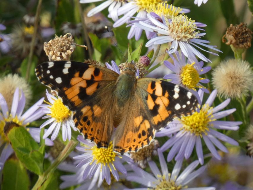 Vanessa cardui - bogáncslepke