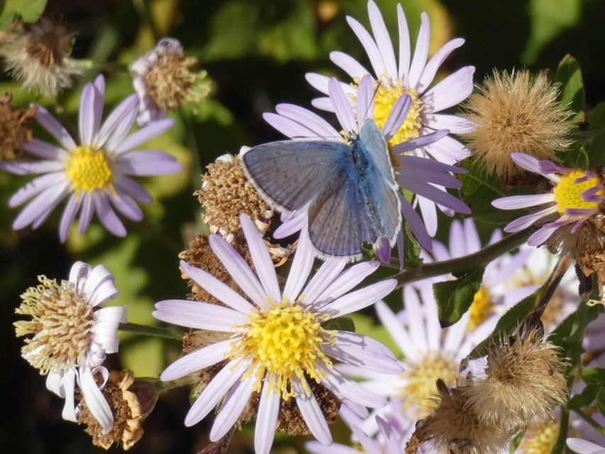 Polyommatus icarus - közönséges boglárka