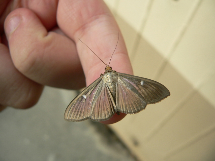 Cydalima perspectalis - puszpáng-tűzmoly