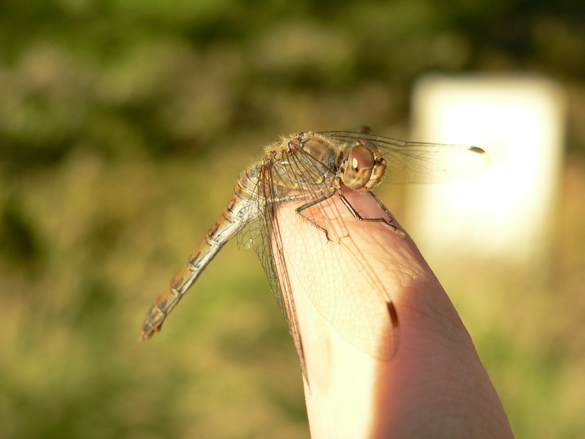 Sympetrum striolatum - harántsávos katona-szitakötő