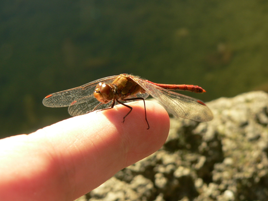 Sympetrum striolatum - harántsávos katona-szitakötő