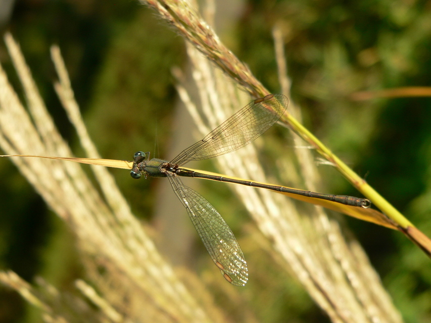 Chalcolestes viridis - nyugati zöld-rablószitakötő