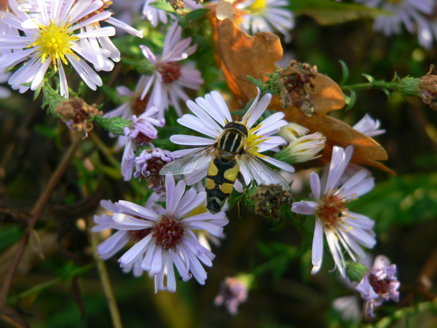 Helophilus trivittatus - nagy mocsárilégy