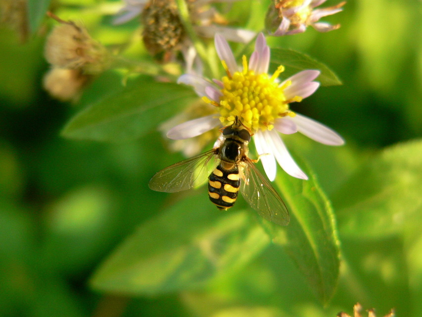 Eupeodes