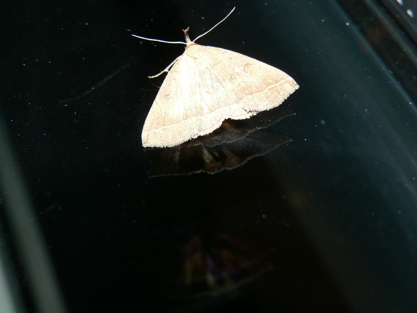 Pechipogo plumigeralis - tollascsápú karcsúbagoly