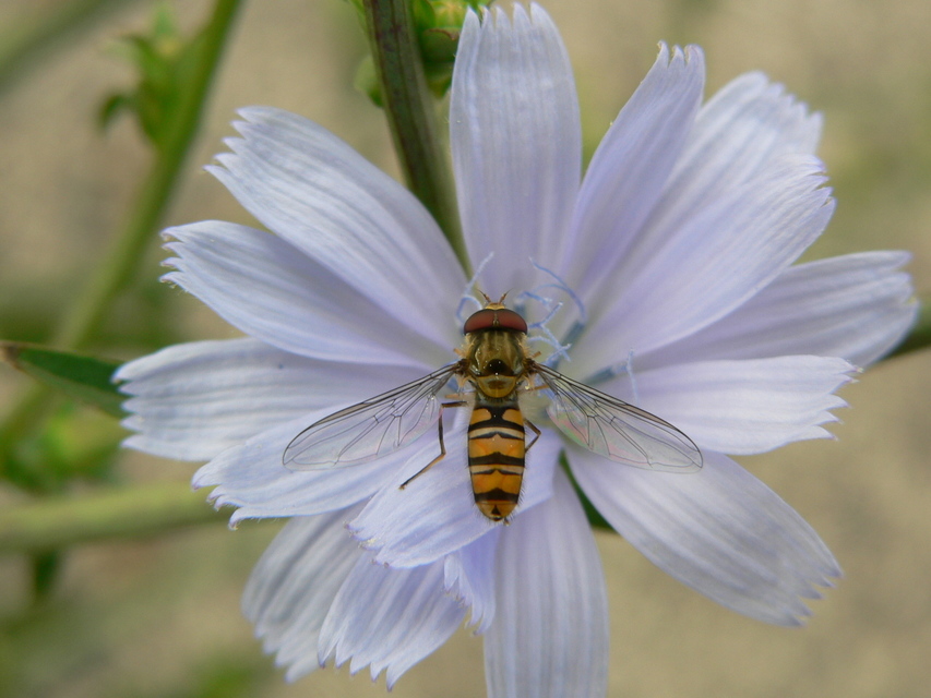 Episyrphus balteatus - ékfoltos zengőlégy