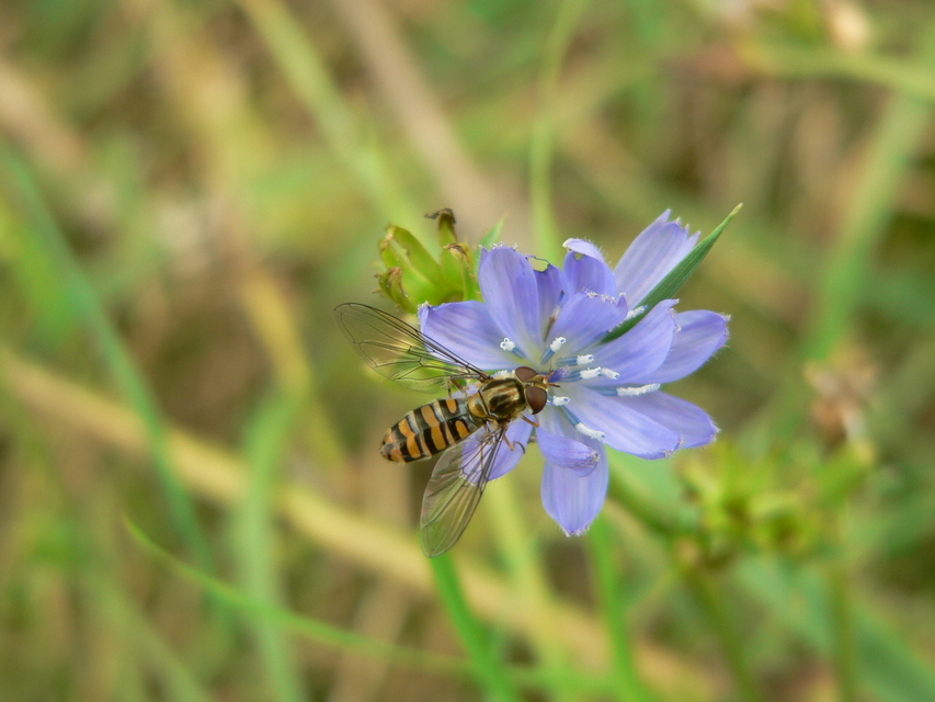 Episyrphus balteatus - ékfoltos zengőlégy