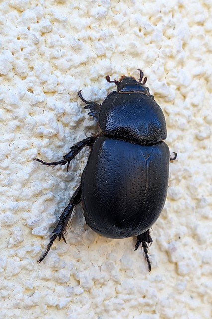 Pentodon idiota - butabogár