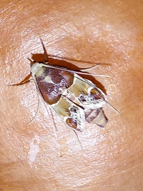 Pyralis farinalis - lisztilonca