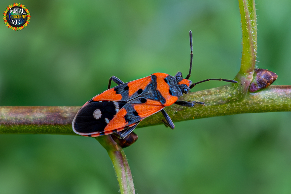 Lygaeus equestris/simulans