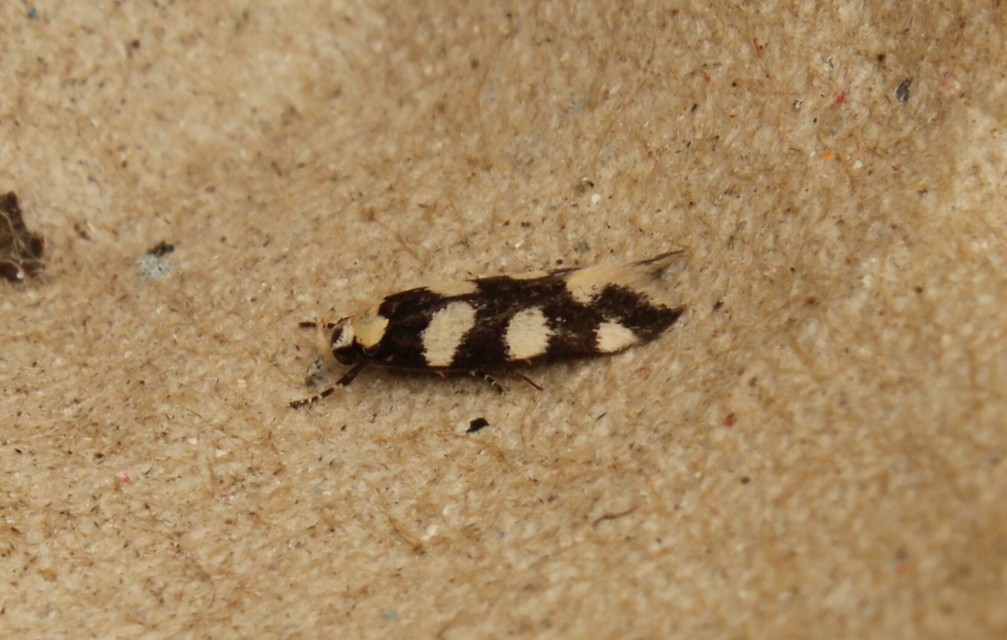Pseudotelphusa tessella - sóskafamoly