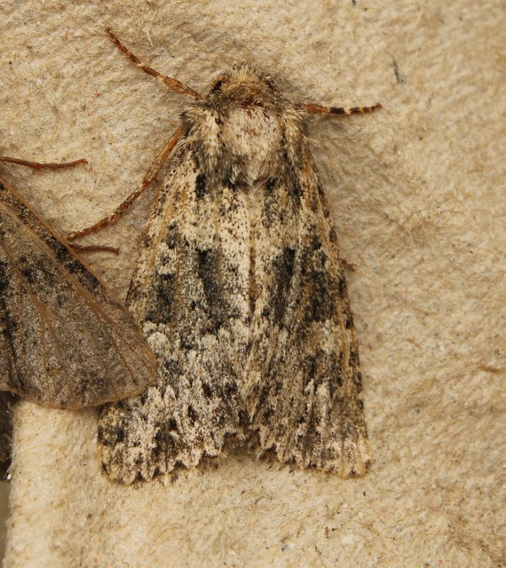 Polymixis polymita - kankalin-tarkabagoly