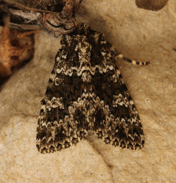 Polymixis polymita - kankalin-tarkabagoly