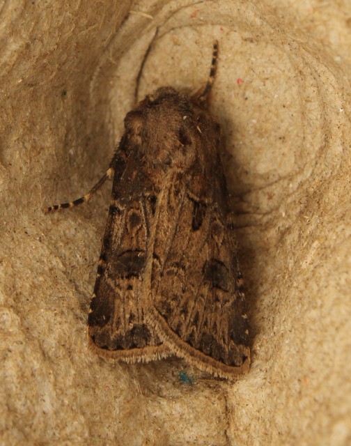 Agrotis bigramma - kétjegyű földibagoly