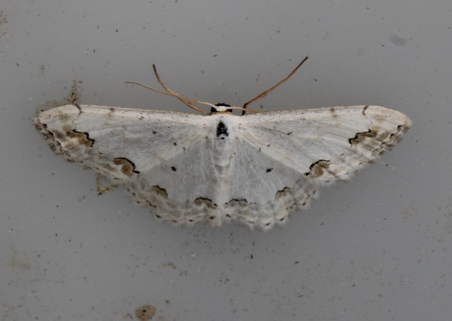 Scopula ornata - díszes fehéraraszoló