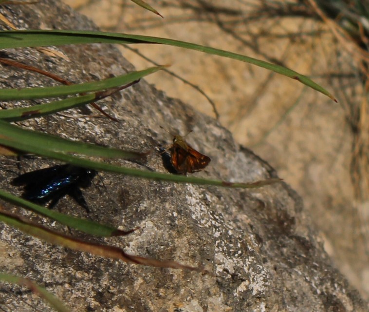 Hesperia comma - vesszős busalepke
