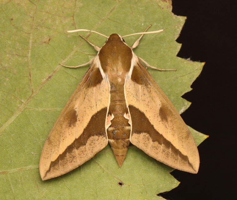 Hyles euphorbiae - kutyatejszender