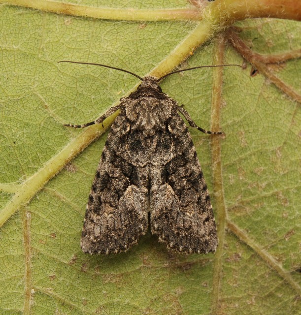 Dryobotodes monochroma - szürke tölgybagoly