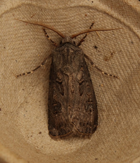 Agrotis bigramma - kétjegyű földibagoly