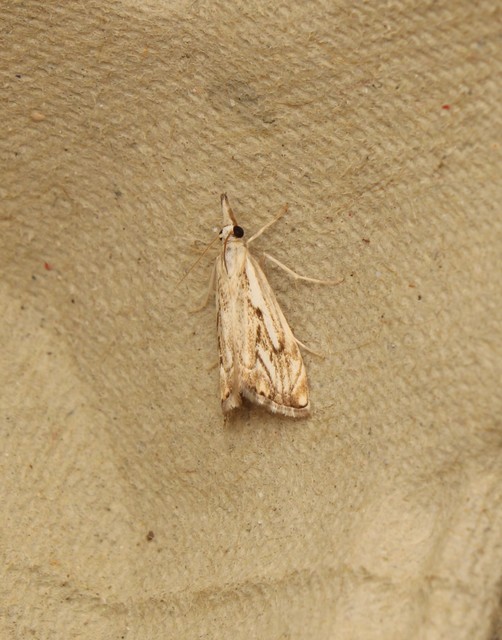 Catoptria falsella - hálós fűgyökérmoly