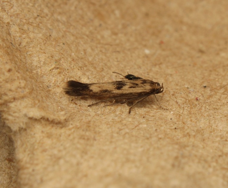 Scythris limbella - parajfonó zöldmoly