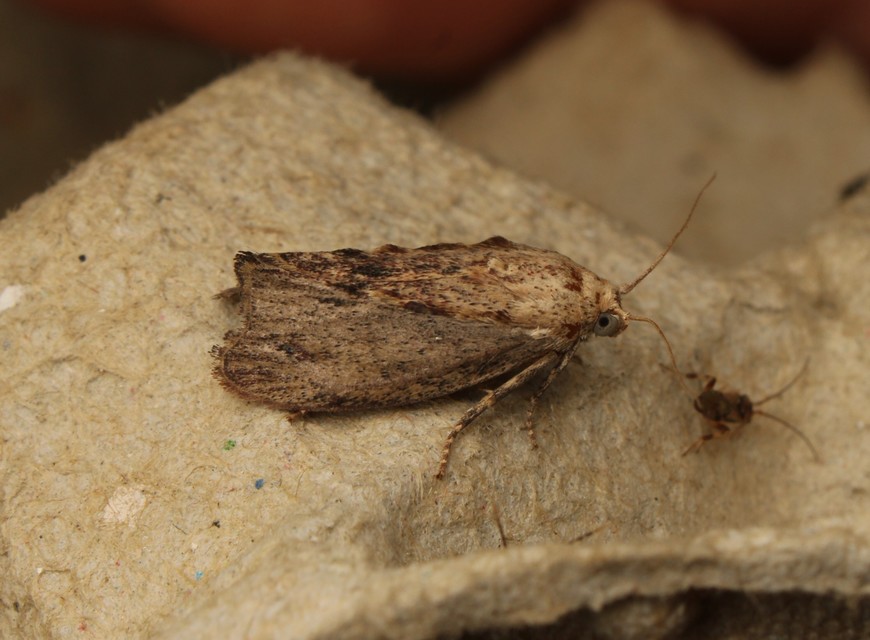 Galleria mellonella - nagy viaszmoly