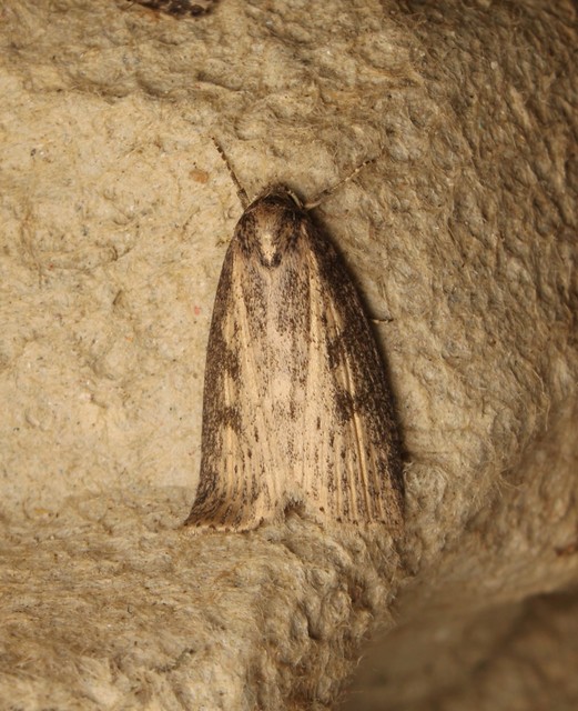 Chilodes maritima - négyfoltos nádibagoly
