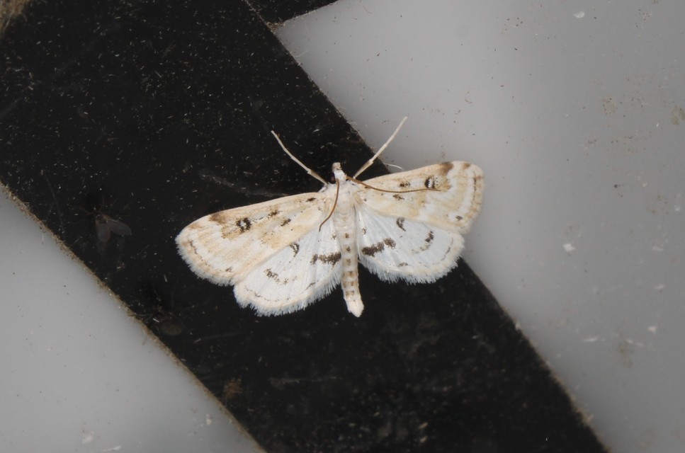 Parapoynx stratiotata - közönséges vízimoly