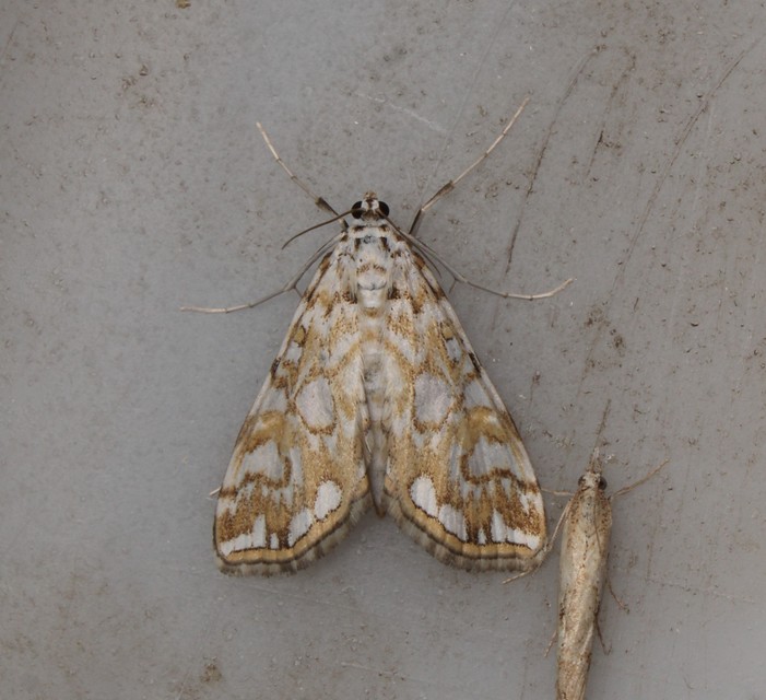 Elophila nymphaeata - tarka vízimoly