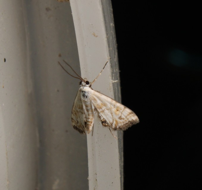 Cataclysta lemnata - békalencsemoly