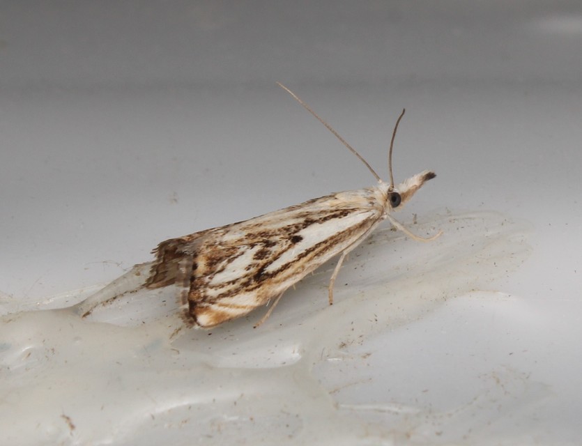Catoptria falsella - hálós fűgyökérmoly
