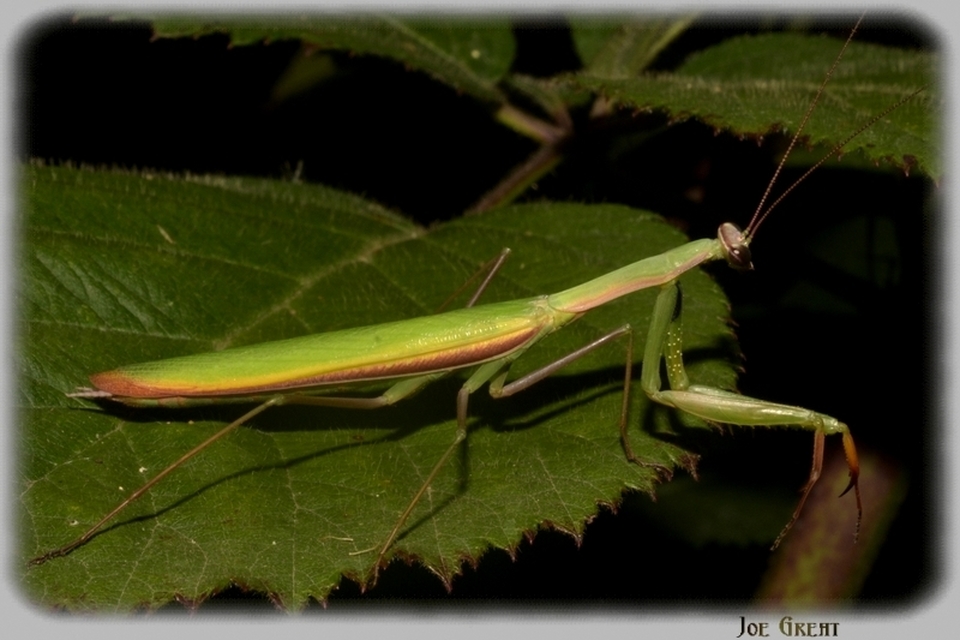Mantis religiosa - imádkozósáska