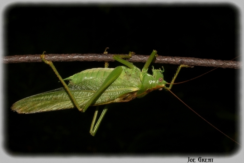 Tettigonia viridissima - zöld lombszöcske