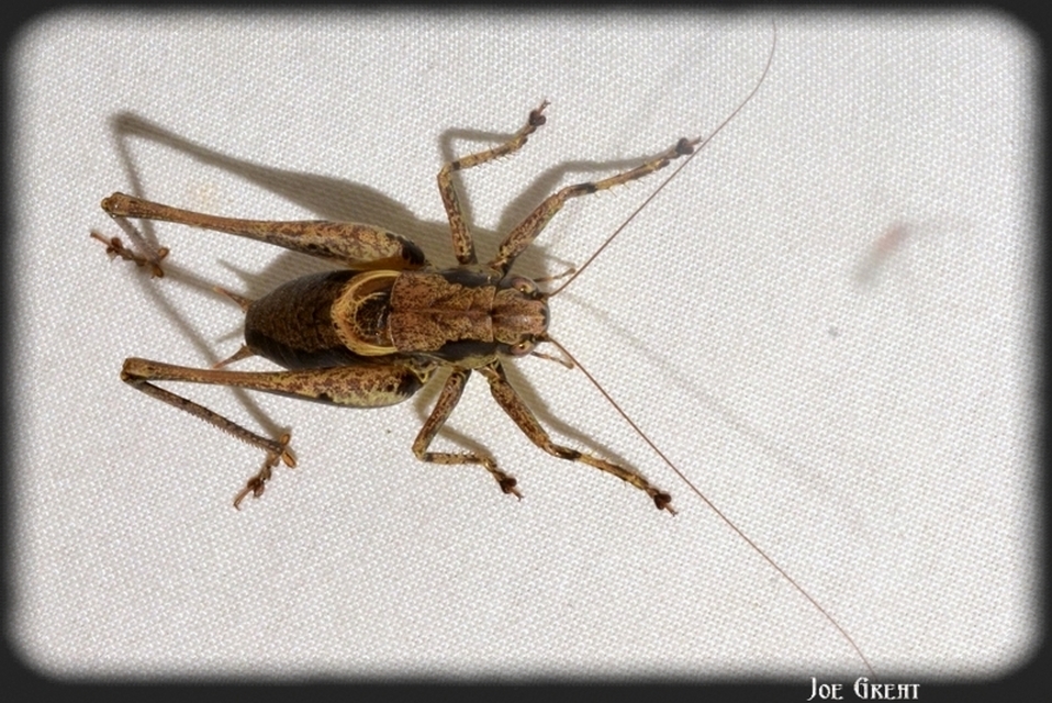Pholidoptera griseoaptera - szürke avarszöcske