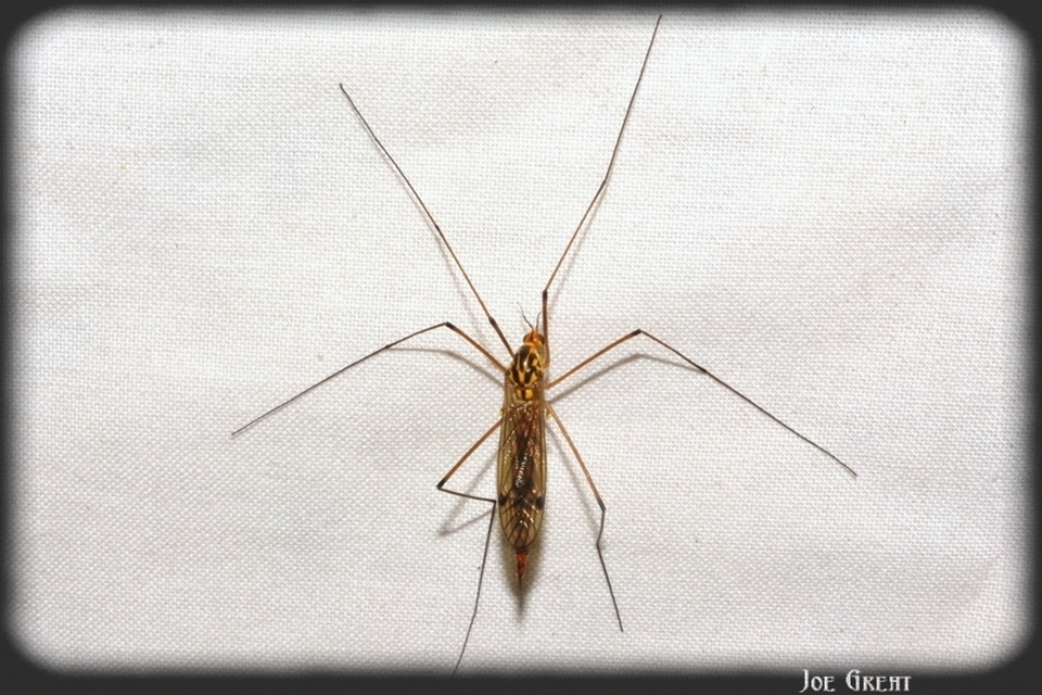 Nephrotoma