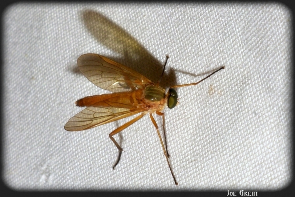 Rhagio
