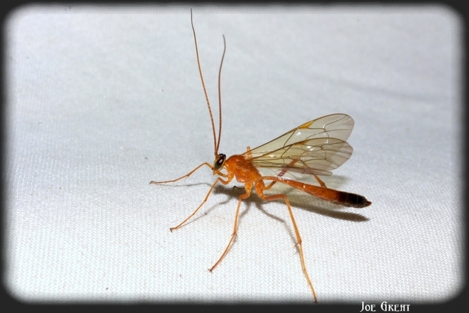 Hymenoptera - Hártyásszárnyúak