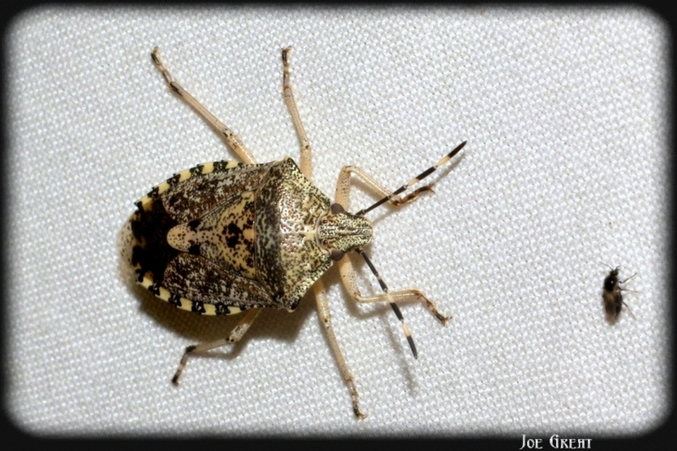 Rhaphigaster nebulosa - bencepoloska