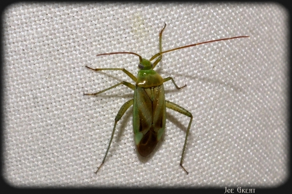 Adelphocoris lineolatus - lucernapoloska