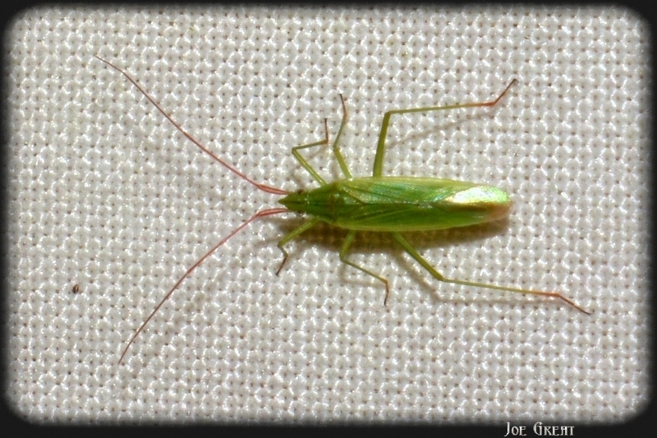 Trigonotylus