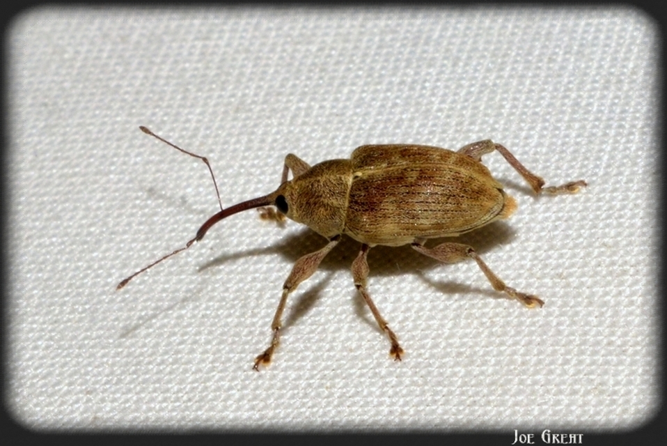 Curculio propinquus - halvány zsuzsóka